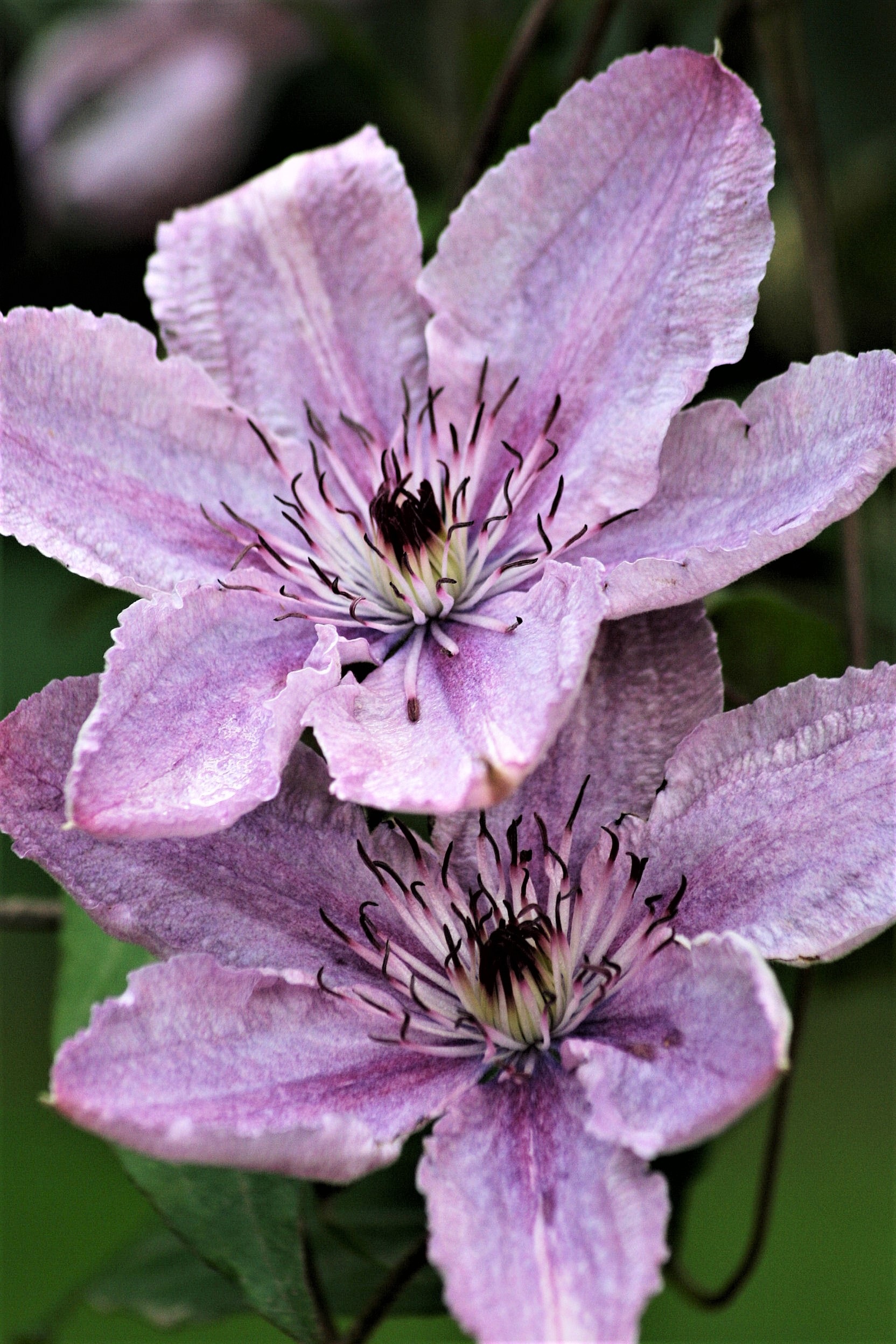 Clematis