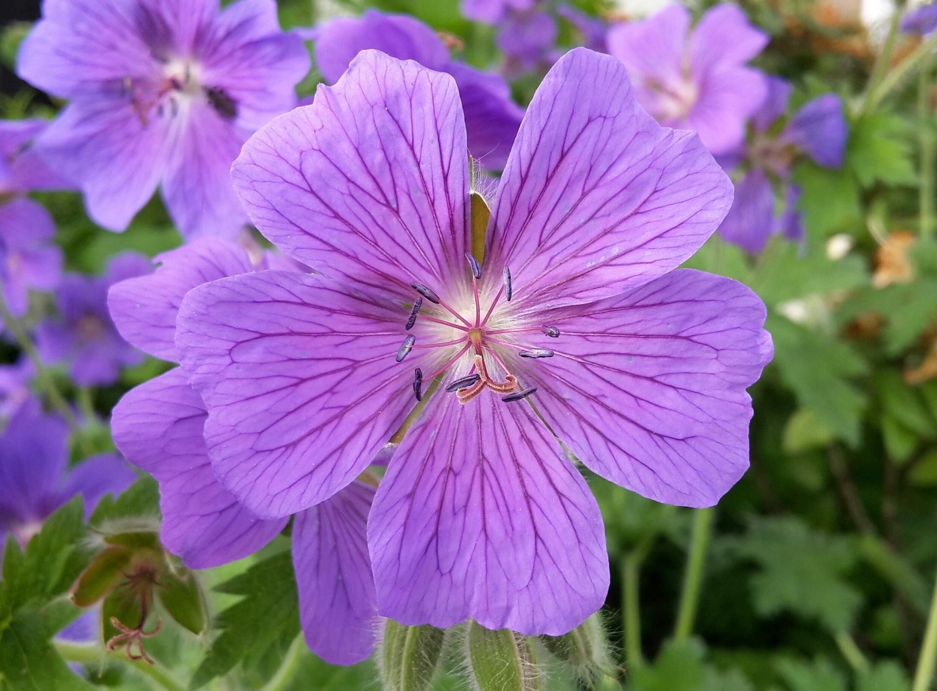 another purple flower