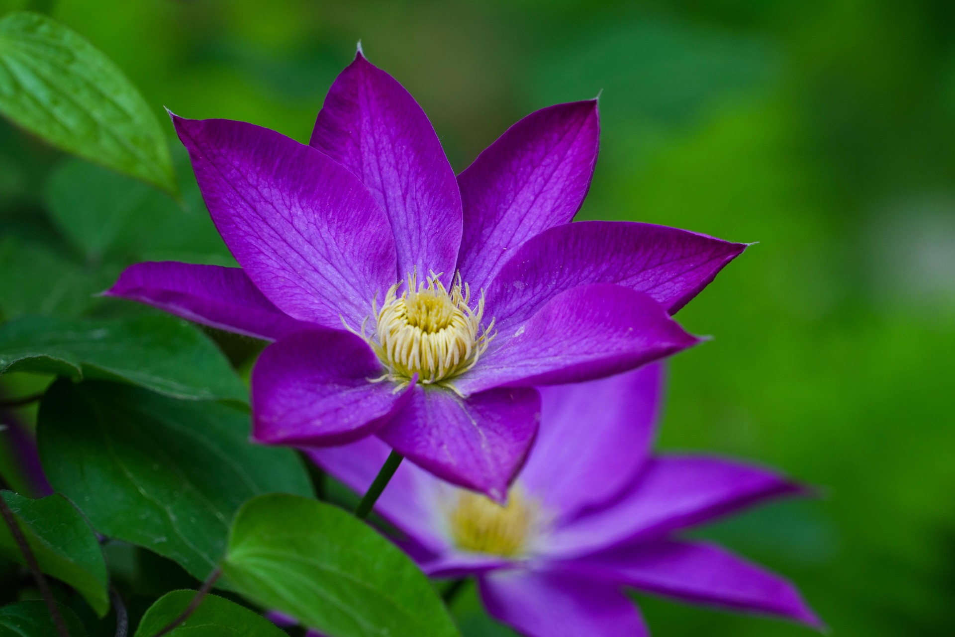 purple flower